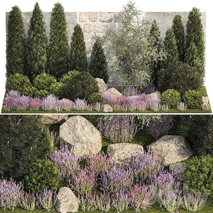 Beautiful garden with decorative Thuja and Elaeagnus, landscaping with pine, cypress, topiary, boulder stones, flowers and bushes lavender, sage, stone wall. Plant collection 1265